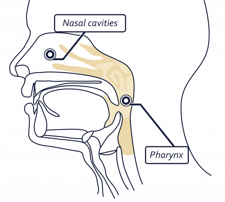 Colds, rhinitis, nasopharyngitis - Laboratoires Grimberg